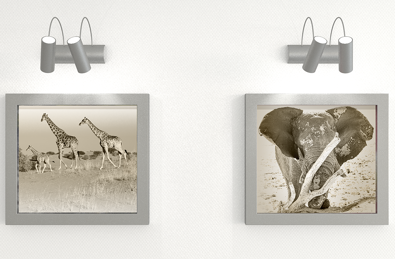 Bilder Giraffe und Elefant