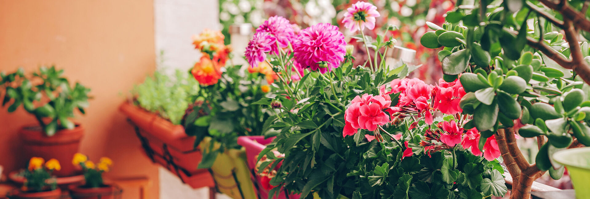 Blumenkästen und Rankgitter