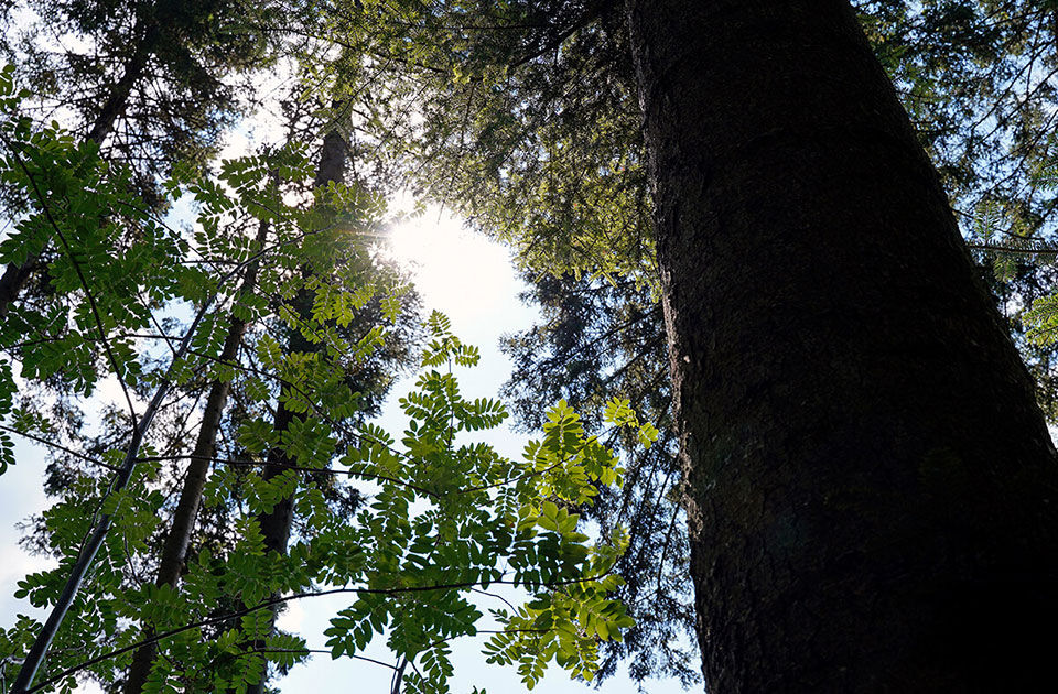 Sonnenstrahlen blitzen durch Baumkronen
